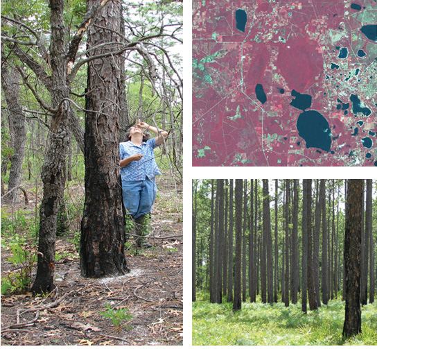 photos:long leaf pines, me ground truthing, and satellite map of Waldo, Fl